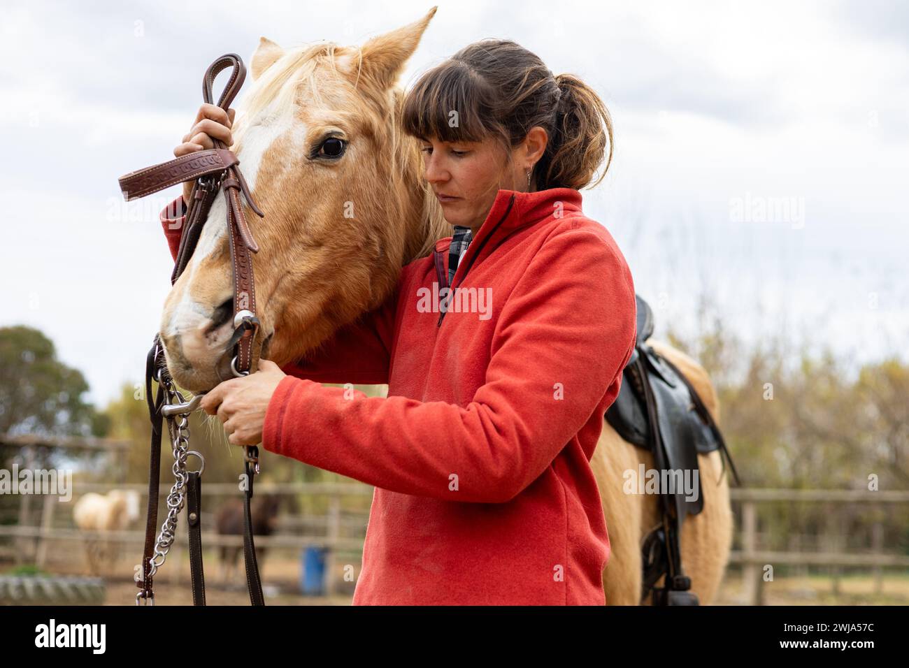Young woman rider putting the reins and bridle on her brown horse in an equestrian center Stock Photo