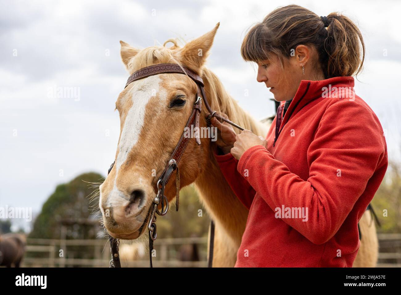 Young woman rider putting the reins and bridle on her brown horse in an equestrian center Stock Photo