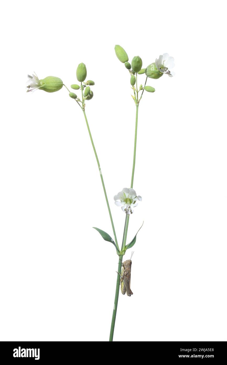 A delicate white dictamo flower with buds and green leaves, accompanied by a small insect, isolated on a white backdrop for a minimalistic aesthetic. Stock Photo