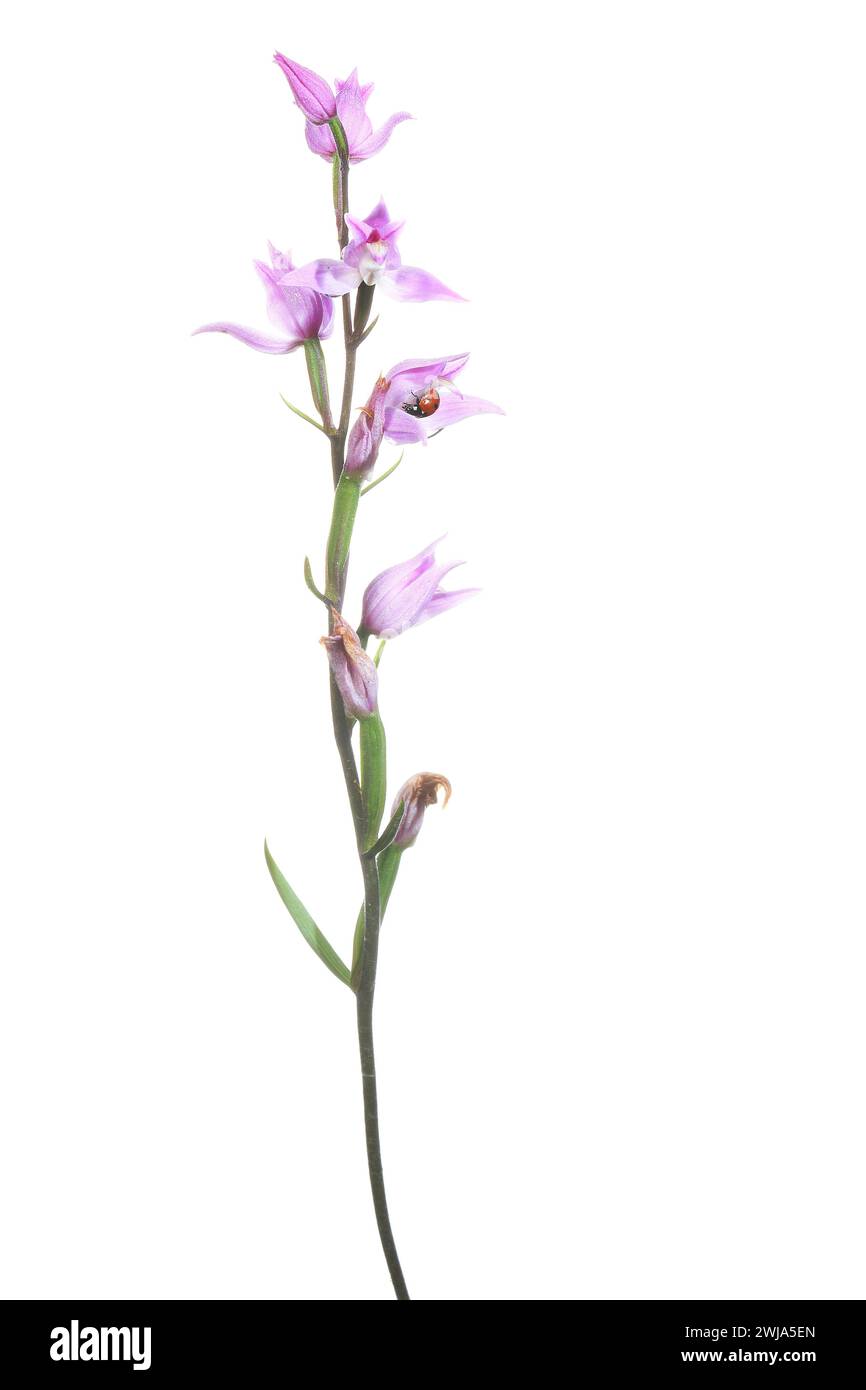 Delicate Cephalanthera rubra orchid with a small ladybug perched on its petals, isolated on a pure white background for easy composition. Stock Photo