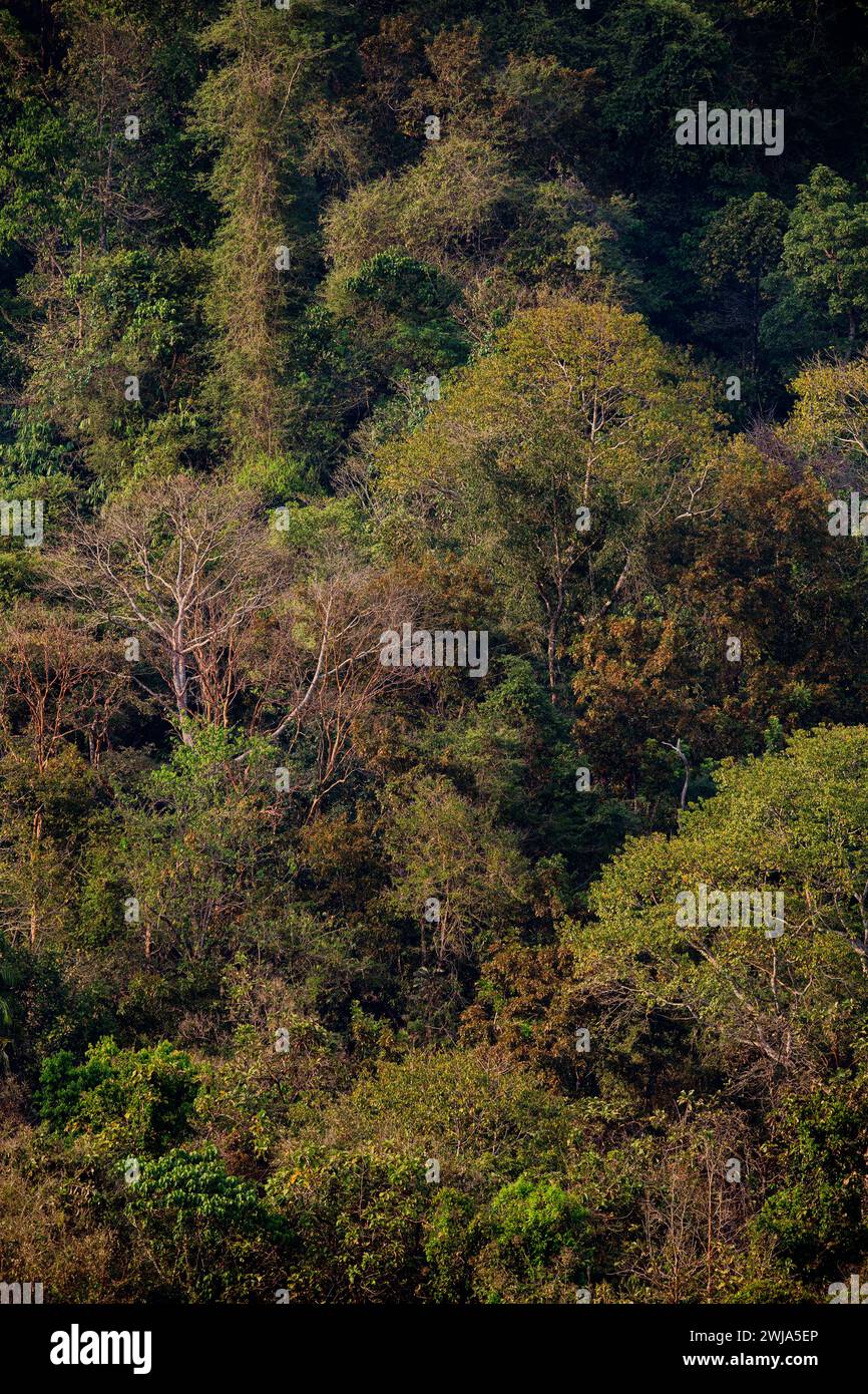 Explore the untamed beauty of Kerala's Idamalayar Rainforest - where every leaf tells a story. Stock Photo