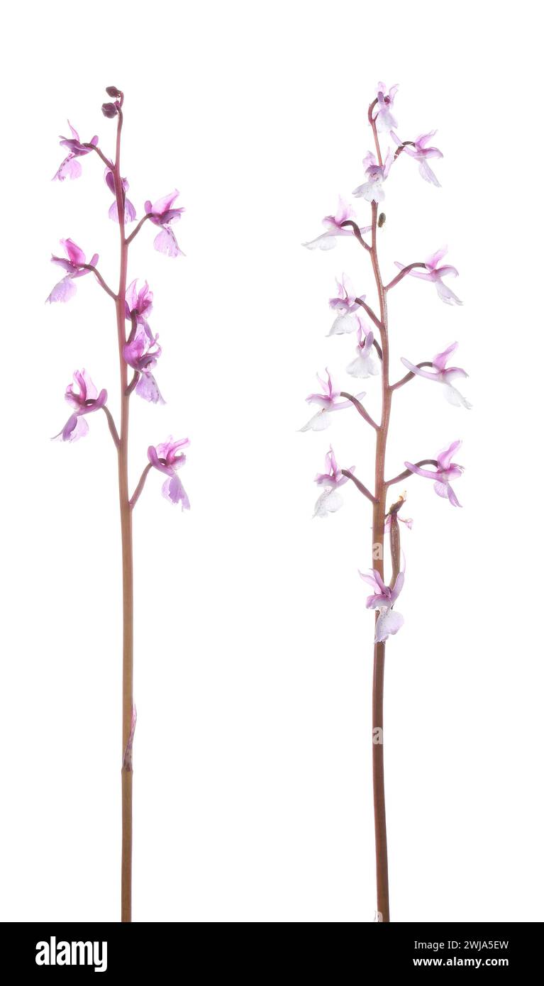 Two delicate stems of Orchid Cephalanthera Rubra, showcasing vibrant pink petals against a pure white background. Stock Photo