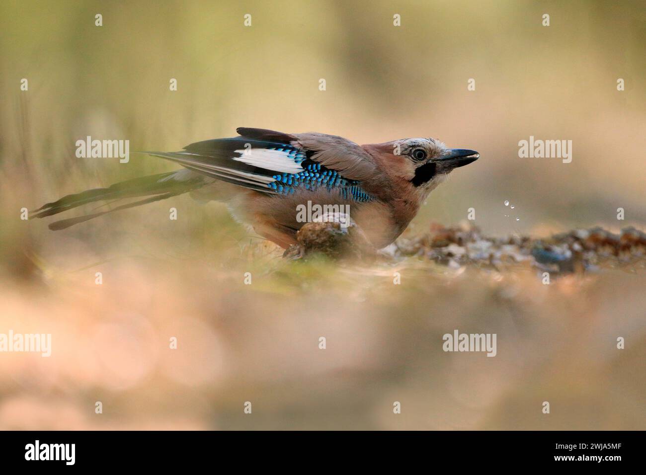 Blue jay with bokeh background hi-res stock photography and images - Alamy
