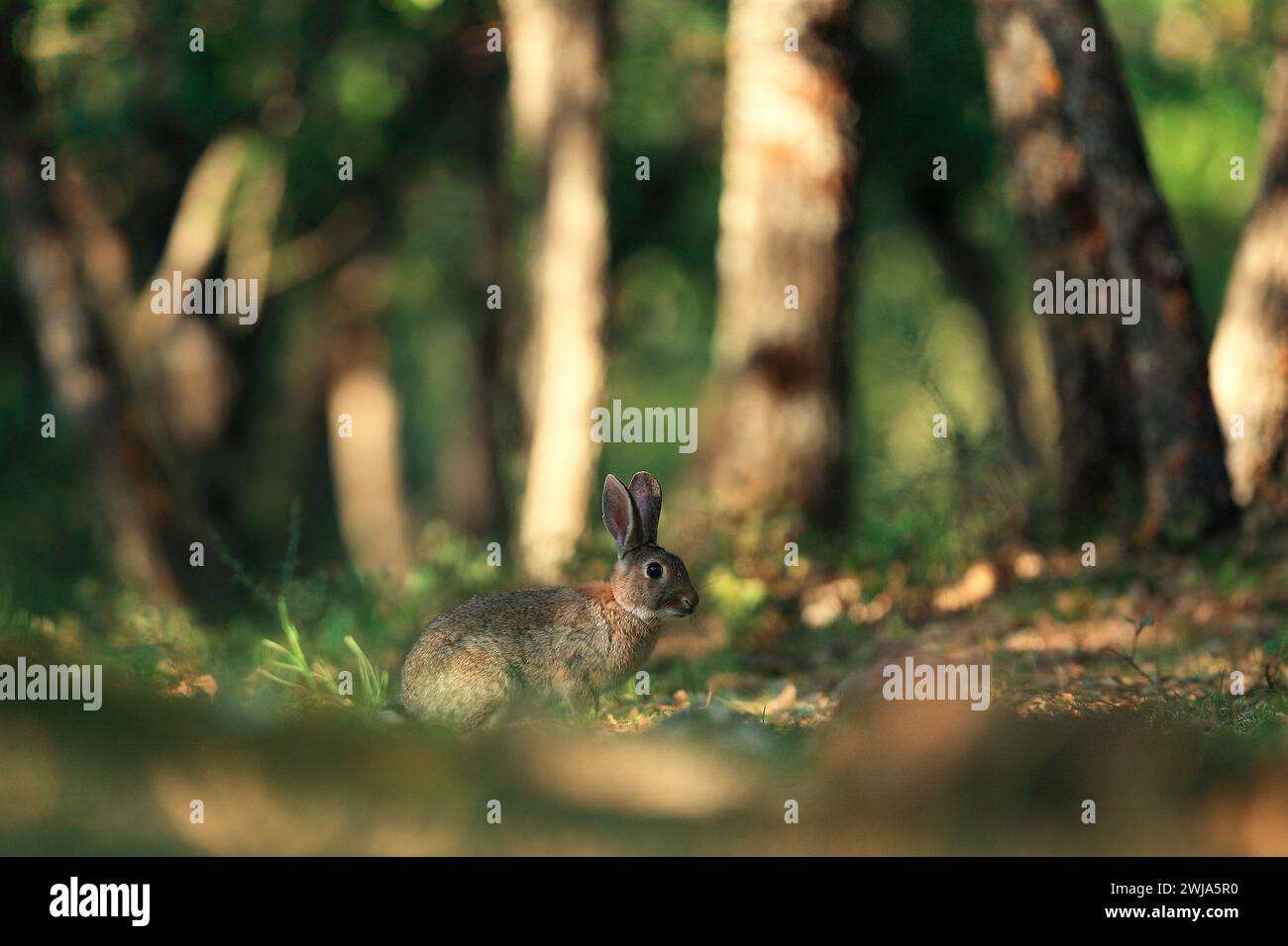 Camouflage Rabbit Rabbit forest hi-res stock photography and images - Alamy