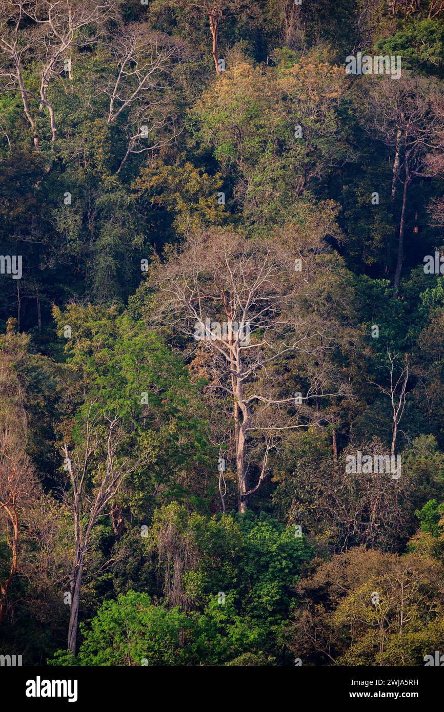 Explore the untamed beauty of Kerala's Idamalayar Rainforest - where every leaf tells a story. Stock Photo
