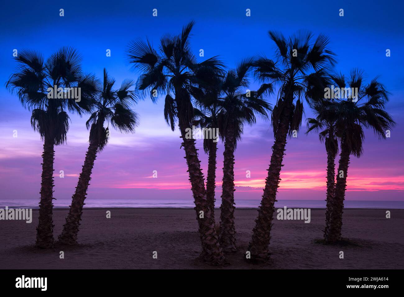 Silhouetted palm trees against a vibrant sunset sky with hues of pink ...