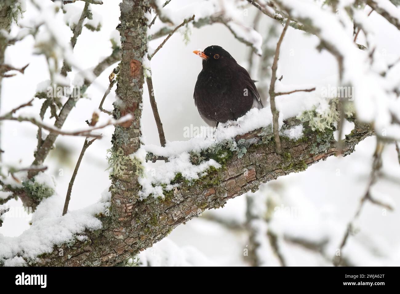 A blackbird with a bright orange beak sits on a snow-covered branch in a wintry forest scene Stock Photo