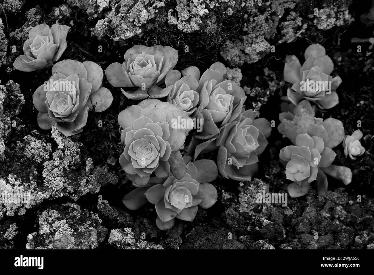 Black and white image of succulent plants with a rosette pattern, nestled among rocky textures Stock Photo