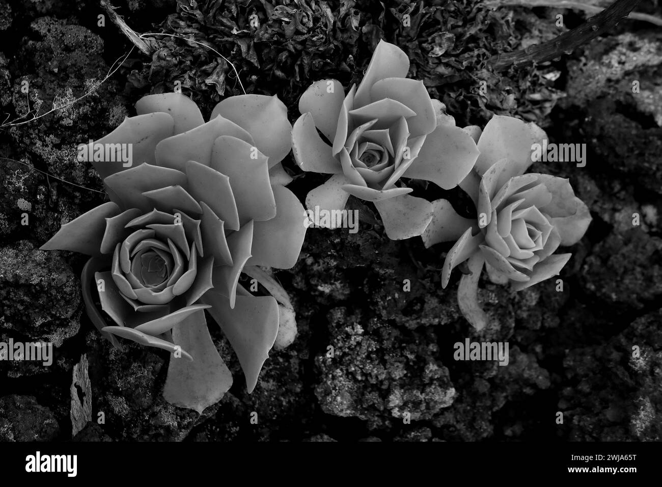 A group of succulents exhibiting intricate rosette patterns captured in a black and white photograph Stock Photo