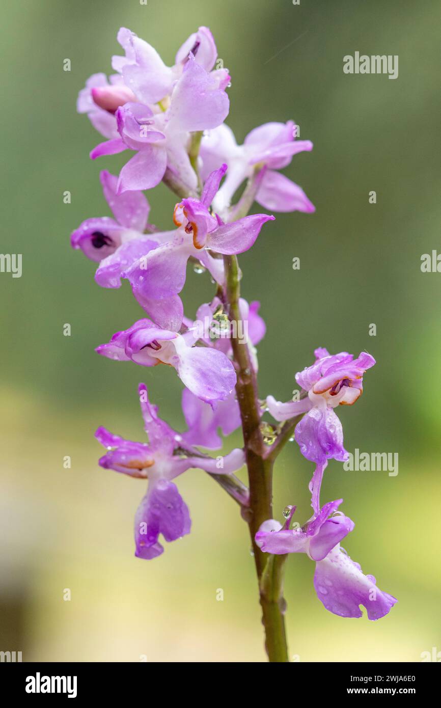 A delicate orchis langei displaying its vibrant purple flowers against a soft-focus background. Stock Photo