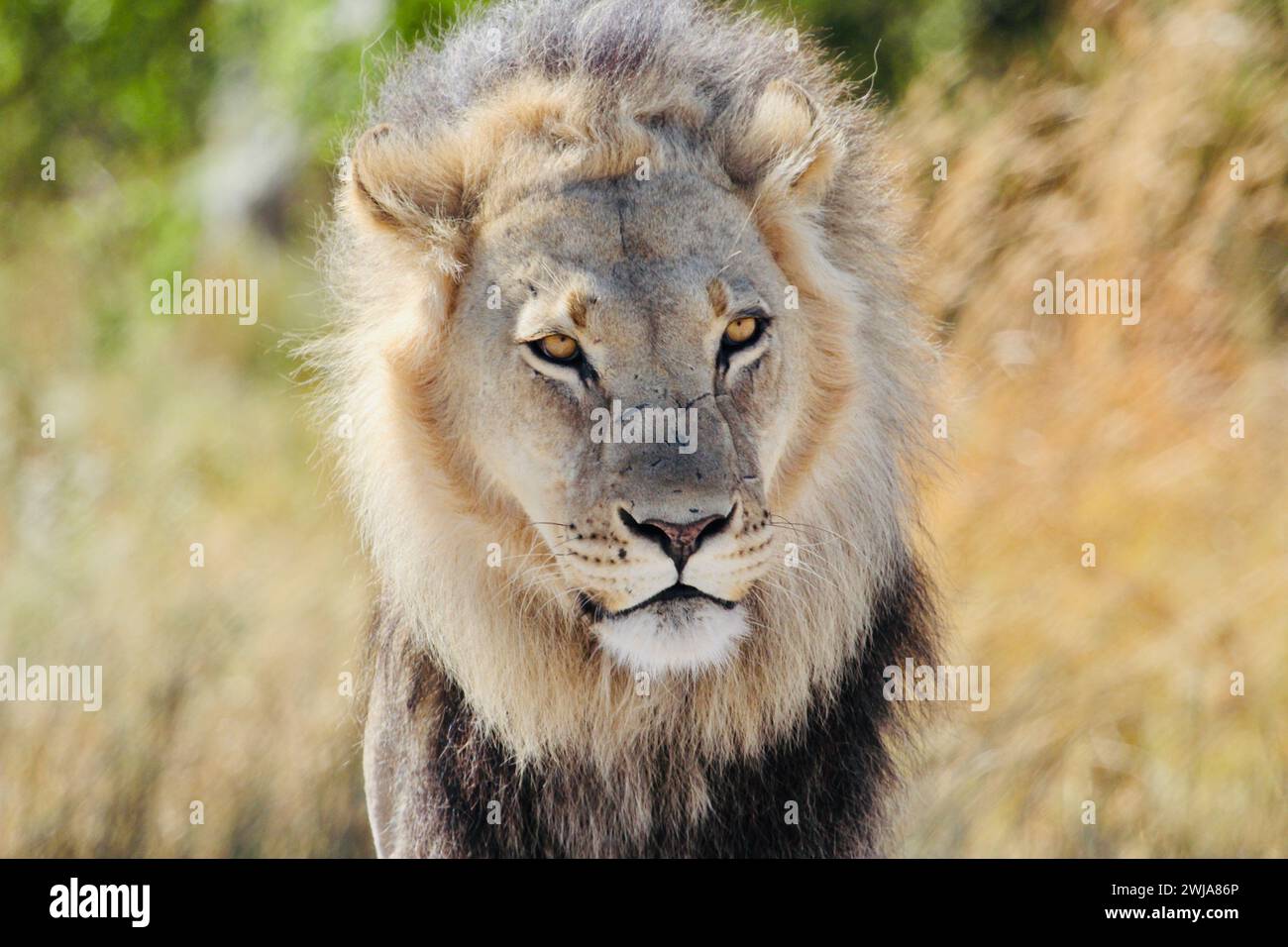 Black mane Lion , Kalahari National Park , Botswana Stock Photo