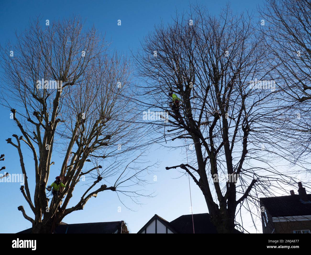 Tree surgeons, pollarding, pruning trees in North London street in the UK Stock Photo