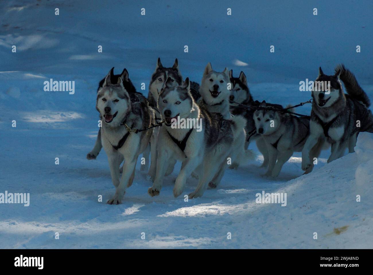Sled dog with husky dogs running in snow mountains white background in ...
