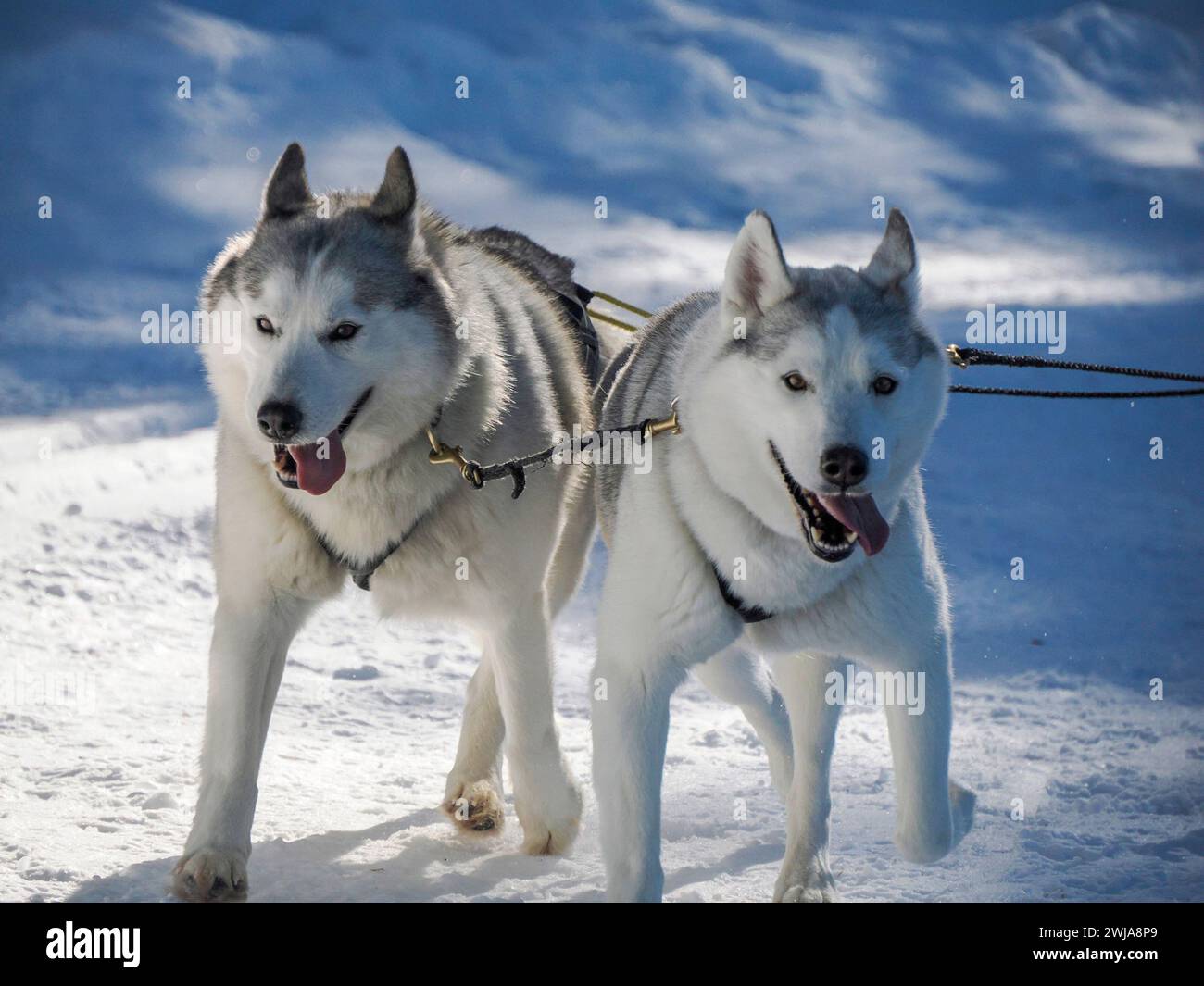Sled dog with husky dogs running in snow mountains white background in ...