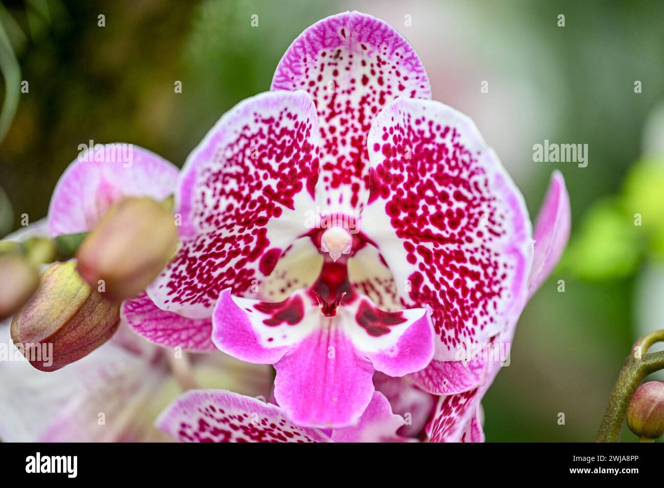Botanischer Garten Linz, Orchideen 14.02.2024, Botanischer Garten Linz