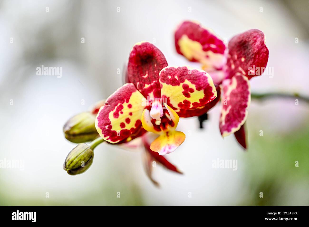 Botanischer Garten Linz, Orchideen 14.02.2024, Botanischer Garten Linz