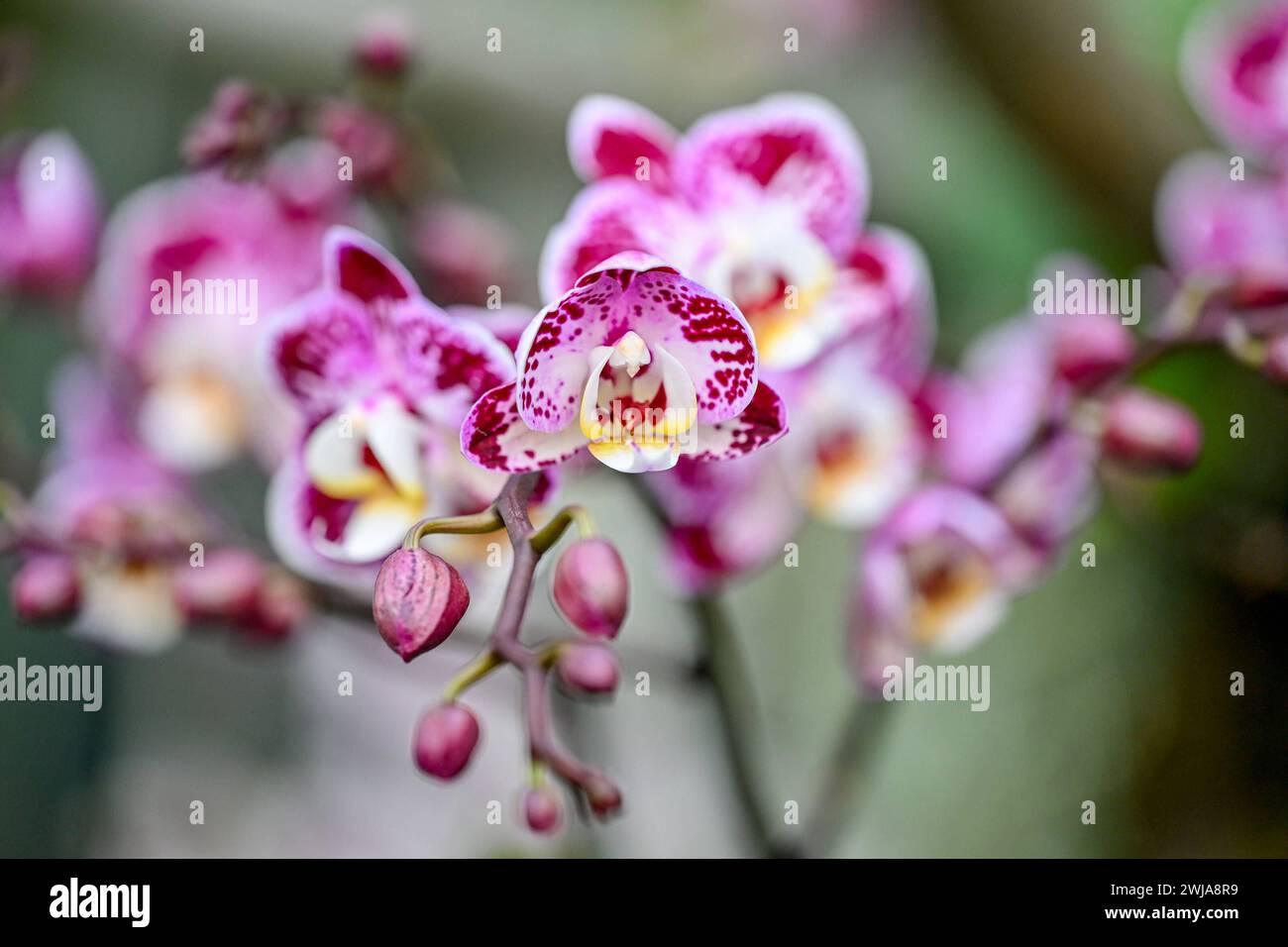 Botanischer Garten Linz, Orchideen 14.02.2024, Botanischer Garten Linz