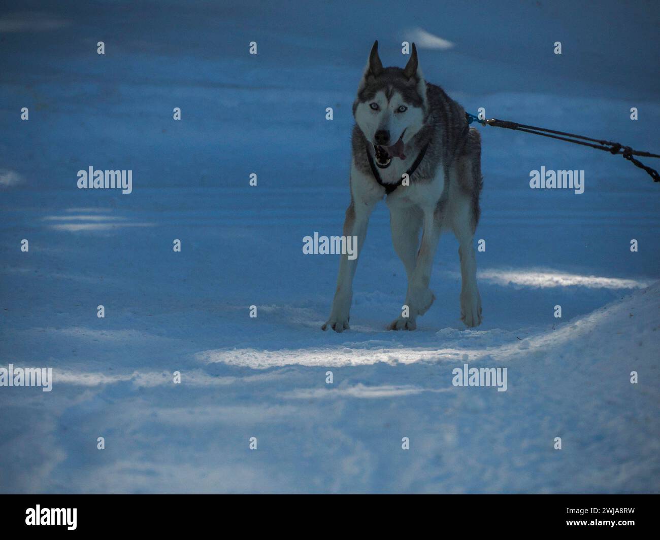 Sled dog with husky dogs running in snow mountains white background in ...