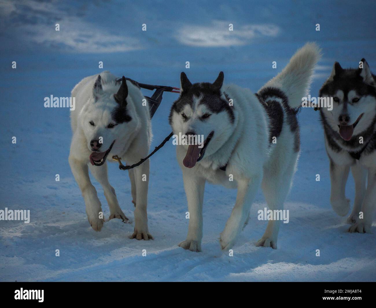Sled dog with husky dogs running in snow mountains white background in ...