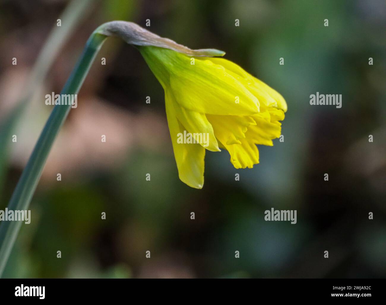 A close-up of vibrant yellow Daffodil blooming on grass stem Stock Photo