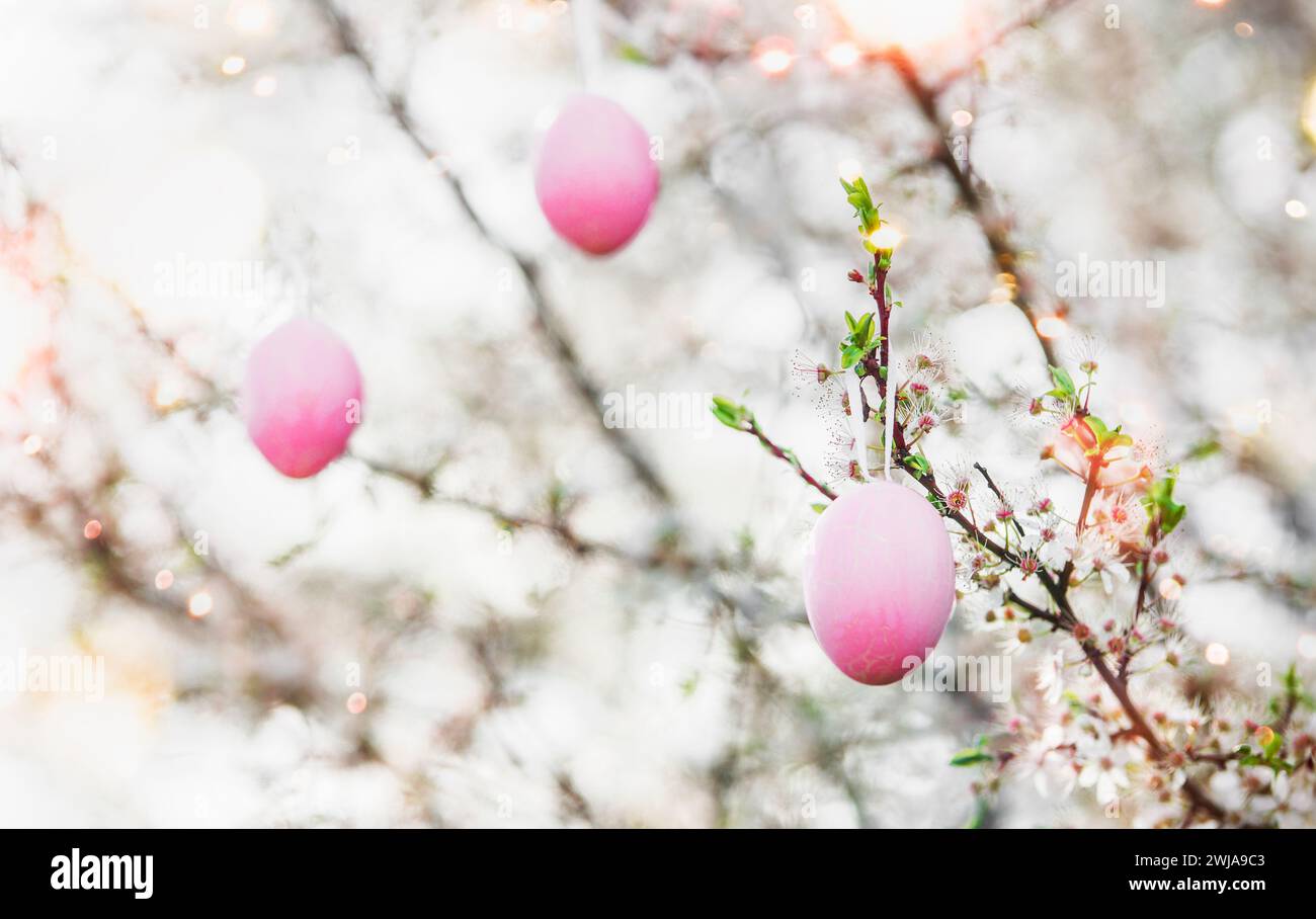 Easter background with pink Easter eggs hanging on cherry blossom branches with sunshine bokeh. Outdoor Stock Photo