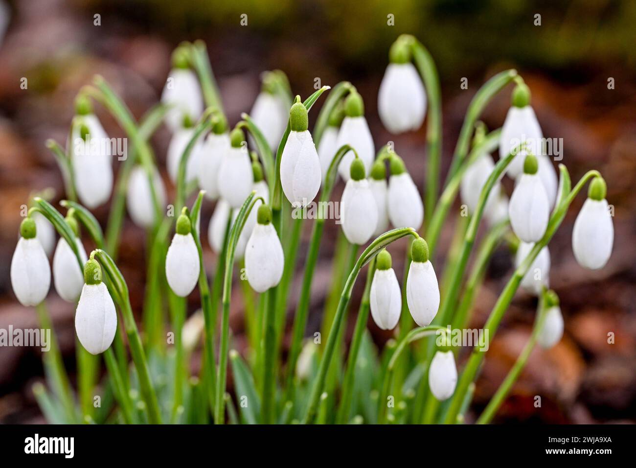 Frühling, Blumen, Frühlingsboten 14.02.2024, Linz, AUT, Fruehling ...
