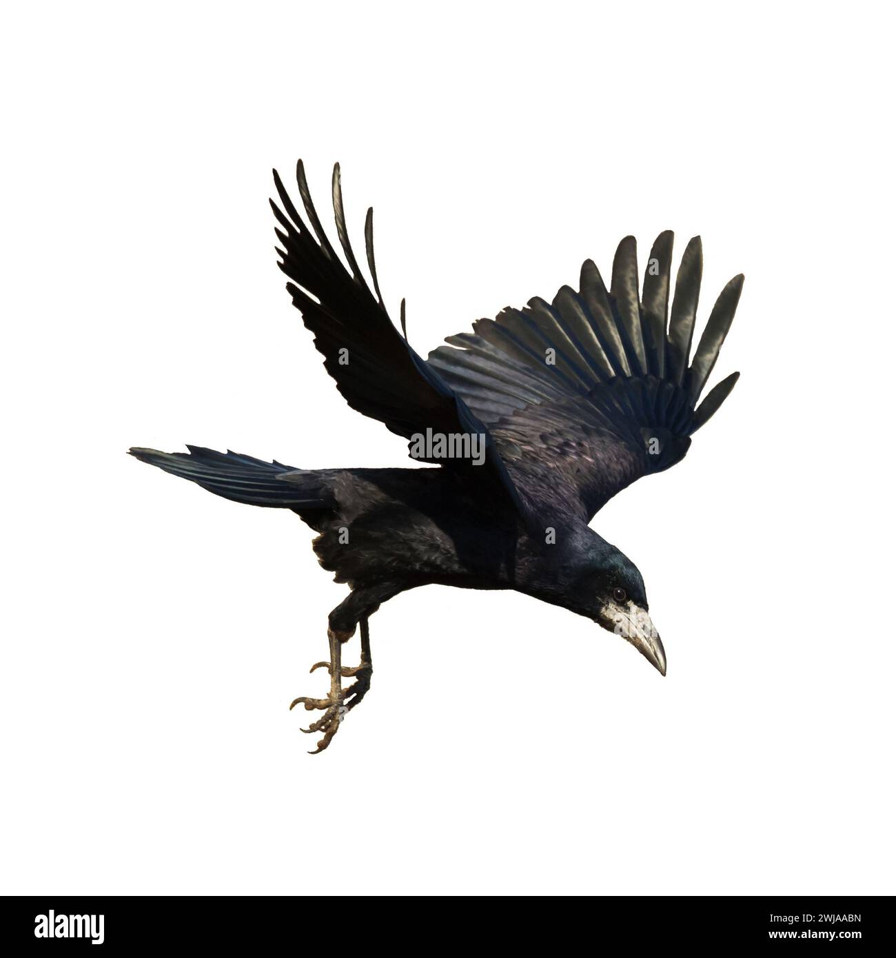 Rook Corvus frugilegus flying black bird isolated on white background Stock Photo