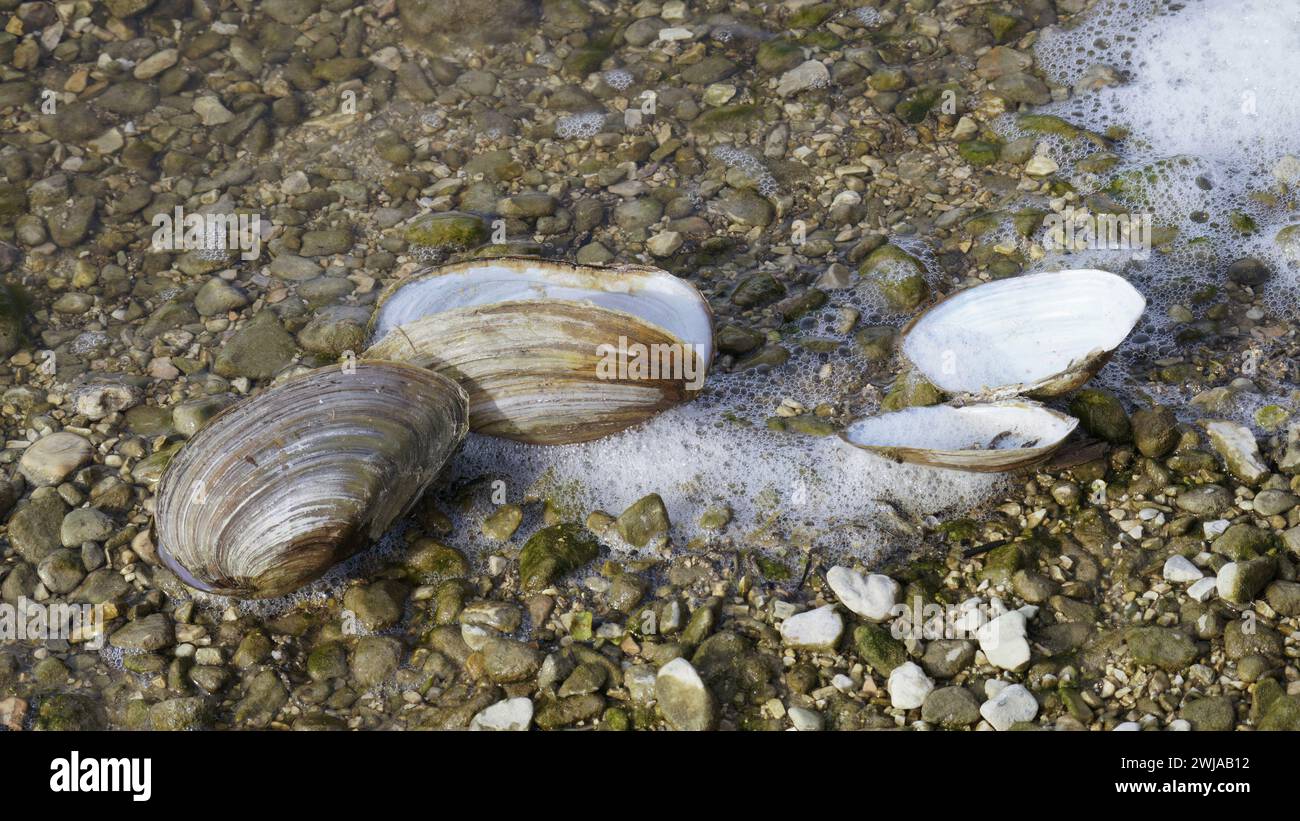 freshwater mussel, swan mussel valves on the stony bed of a small lake, Anodonta cygnea, Unionidae Stock Photo