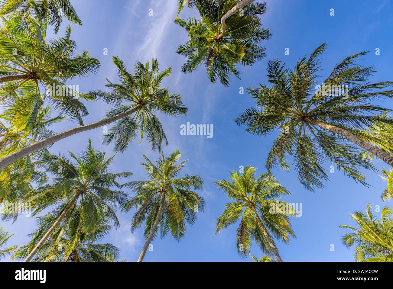 Green palm trees against blue sunny sky and white clouds. Tropical ...