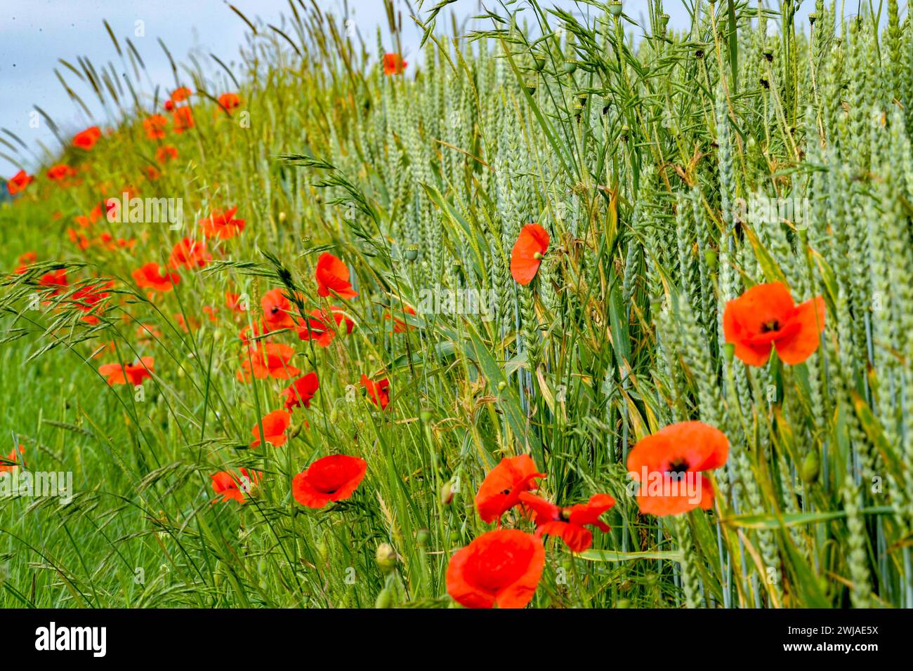 Poppies by a wheat field Stock Photo