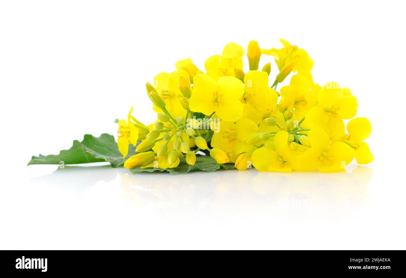 Mustard Flowers, Canola or Oil seed Rapeseed, Bunch of edible mustard flowers over white background Stock Photo