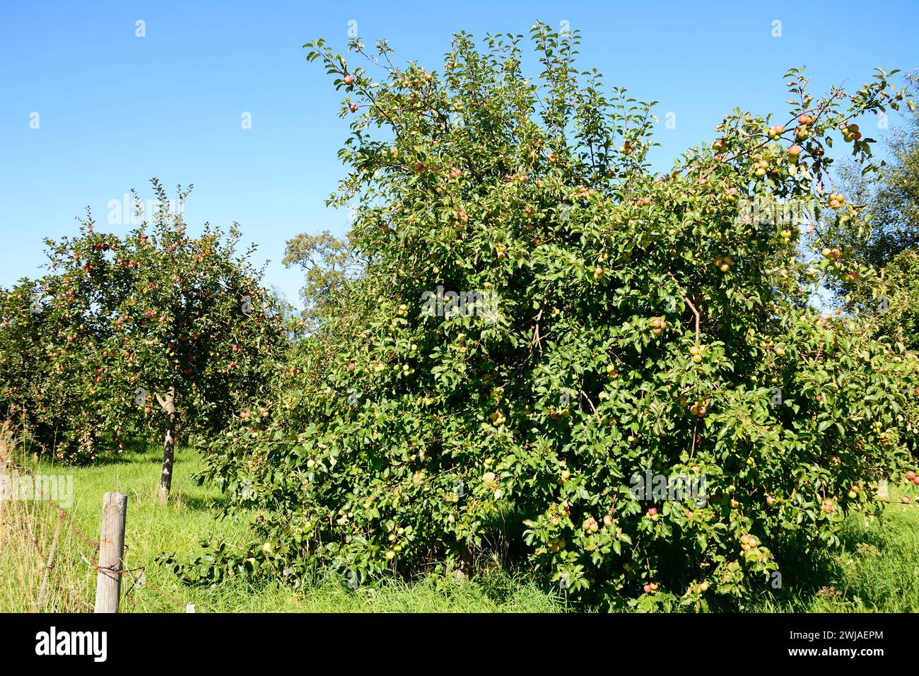 Apple trees in an orchard on the edge of town, Donyatt, Somerset, UK, Europe, Stock Photo