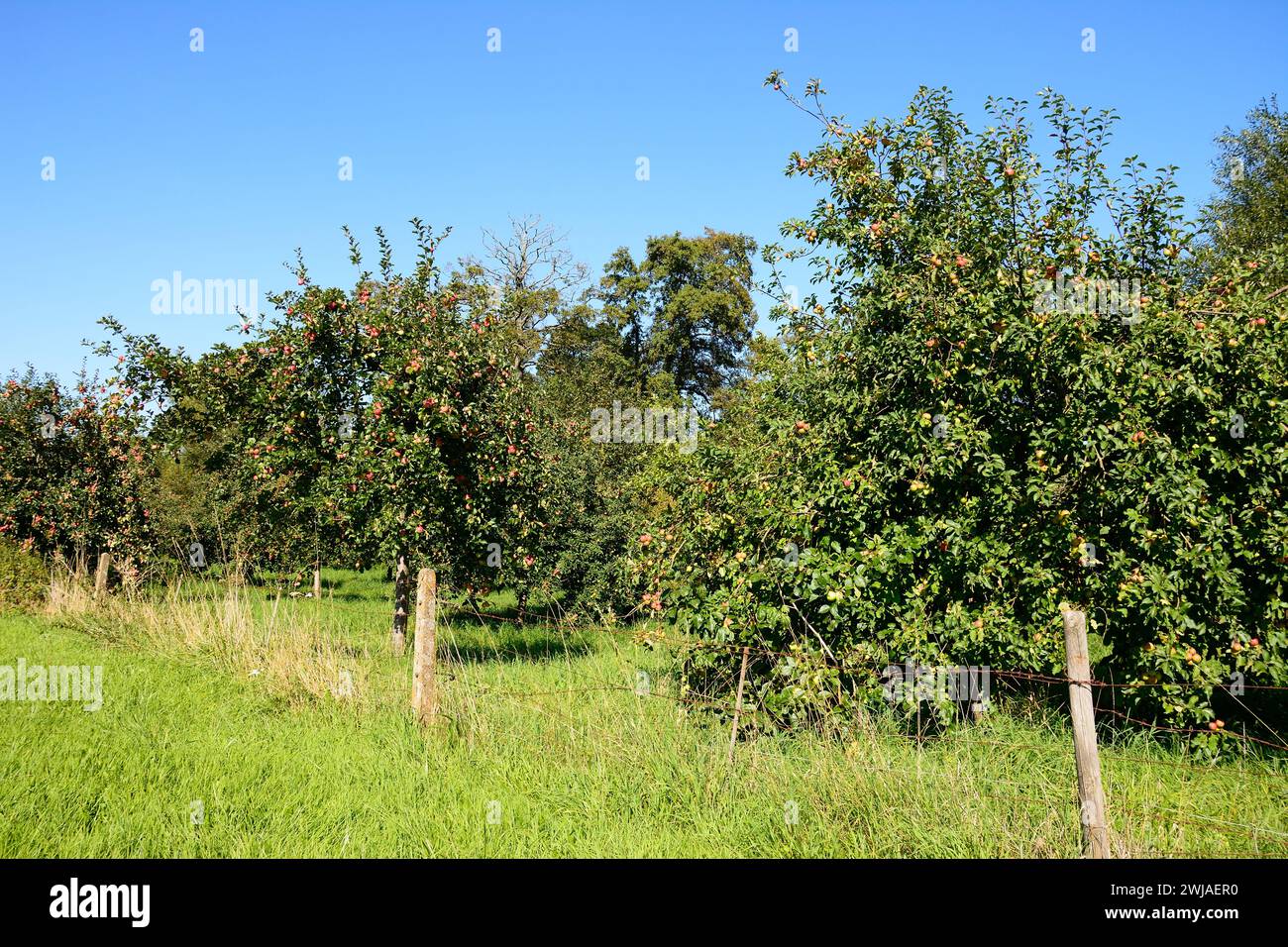 Apple trees in an orchard on the edge of town, Donyatt, Somerset, UK, Europe, . Stock Photo