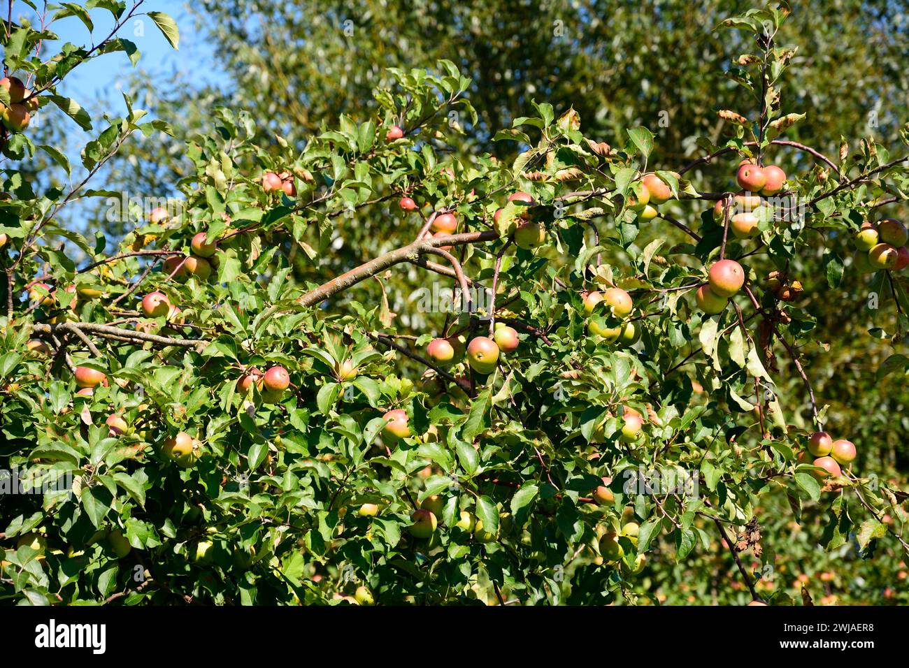 Fully laden ripe red apples on an orchard tree on the edge of town, Donyatt, Somerset, UK, Europe. Stock Photo