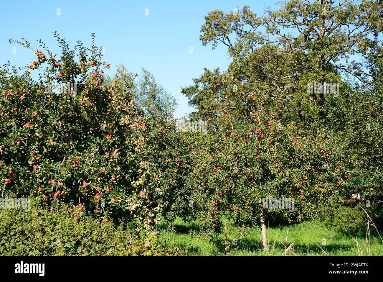 Apple trees in an orchard on the edge of town, Donyatt, Somerset, UK, Europe. Stock Photo
