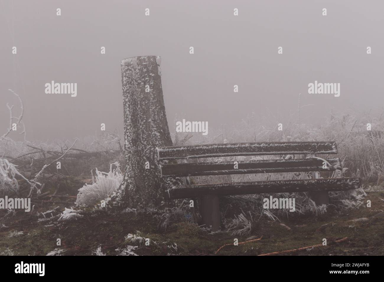 Nebel im Wald Stock Photo