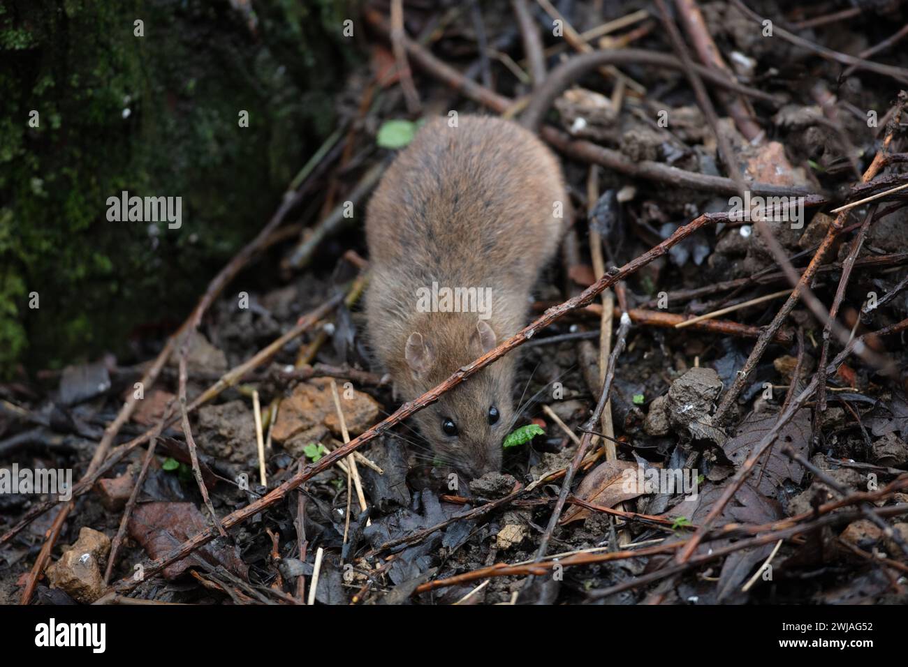Brown Rat hunting for food on a forest floor. County Durham, England, UK. Stock Photo