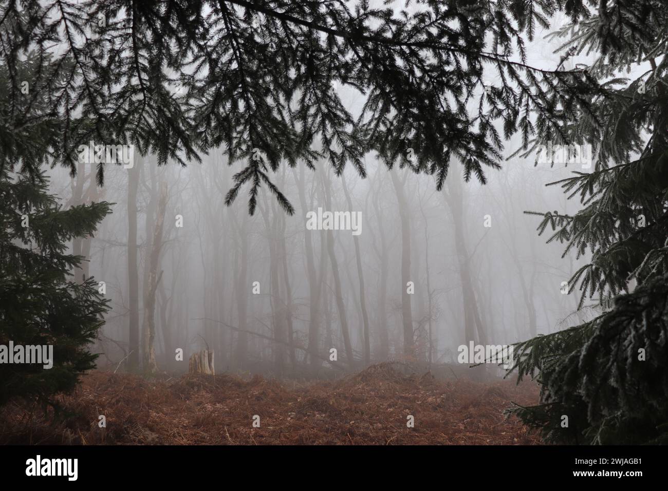 Rauhreif und Nebel im Wald Stock Photo