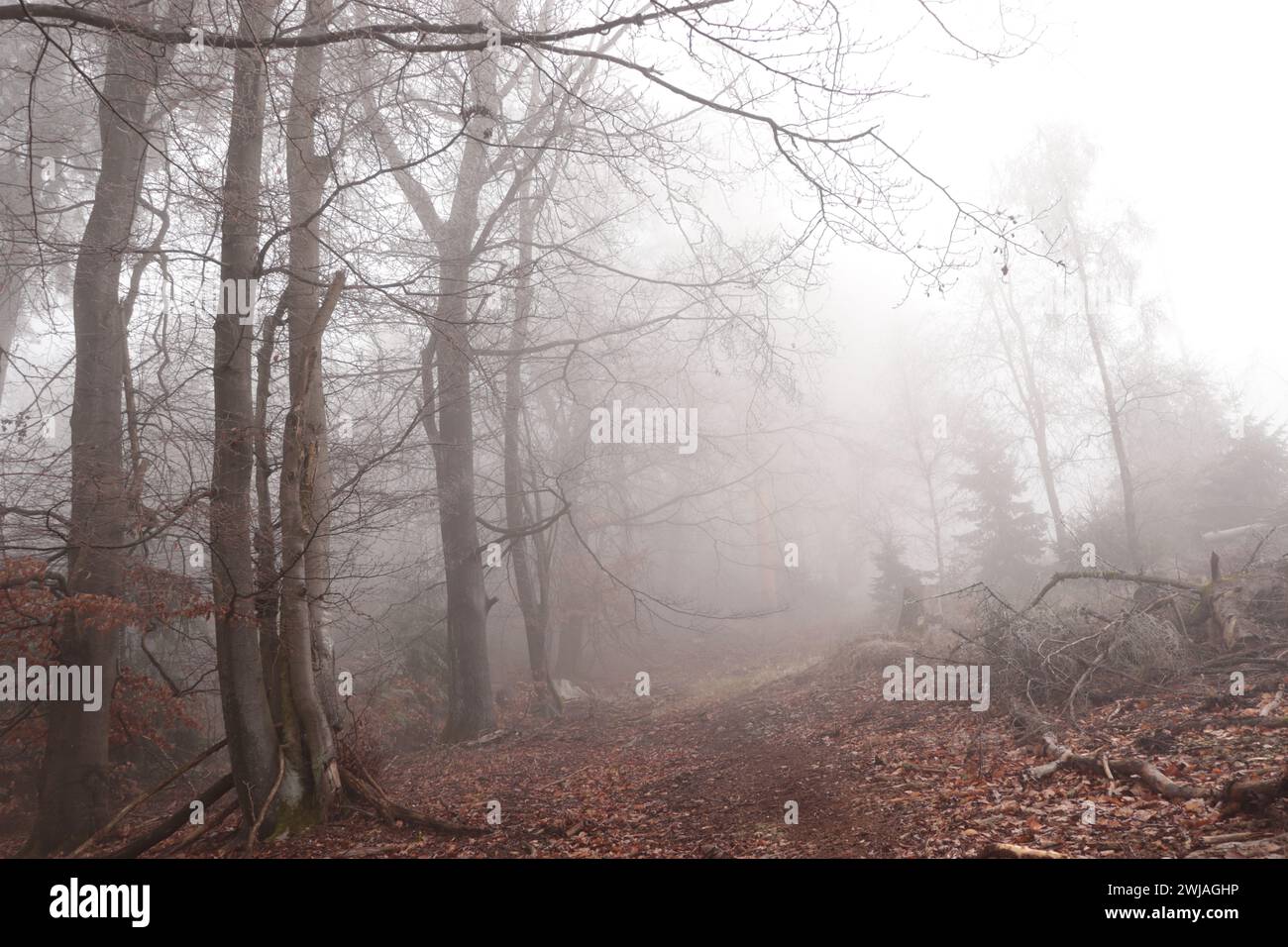 Nebel im Wald Stock Photo
