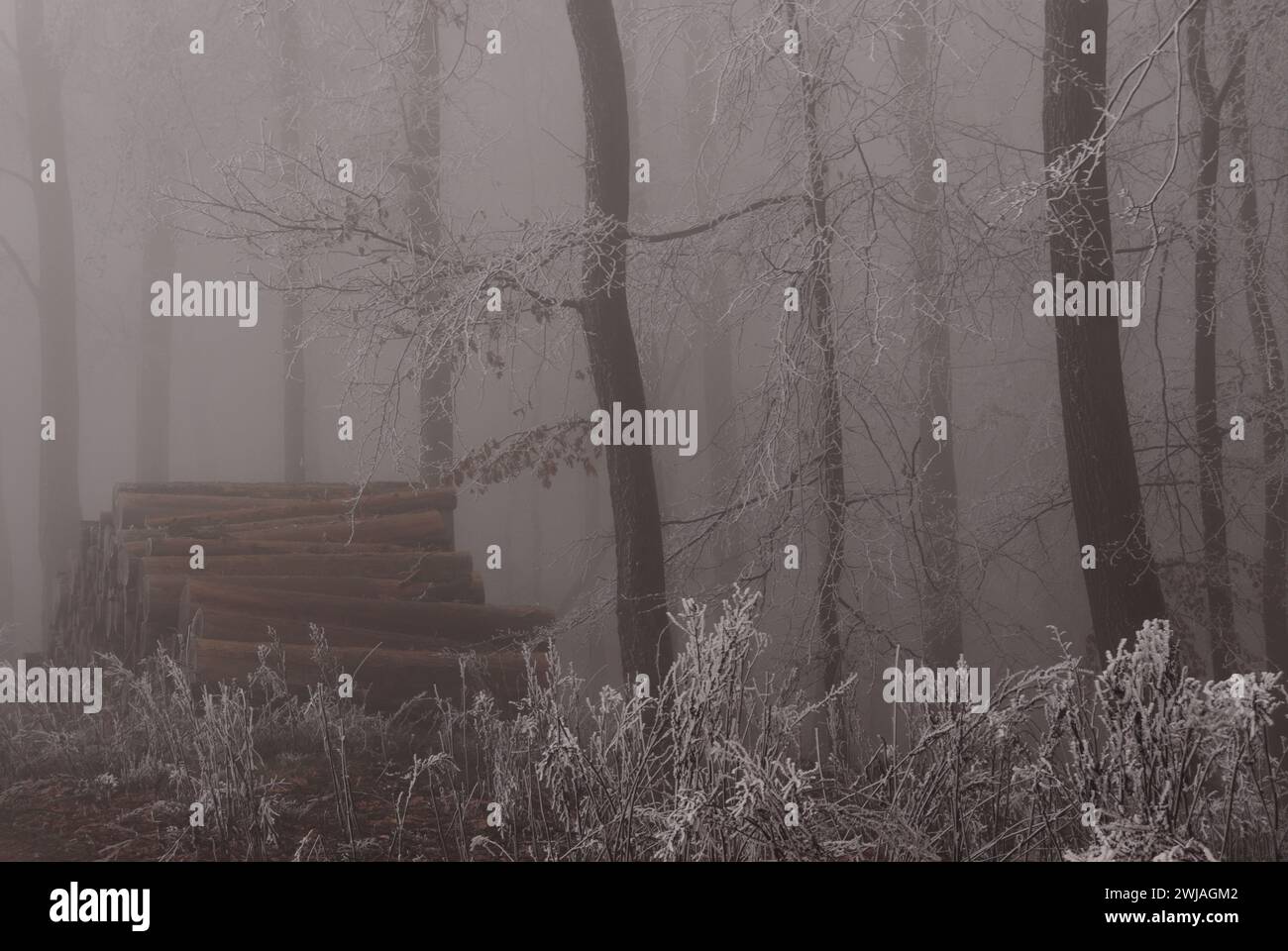 Rauhreif und Nebel im Wald Stock Photo