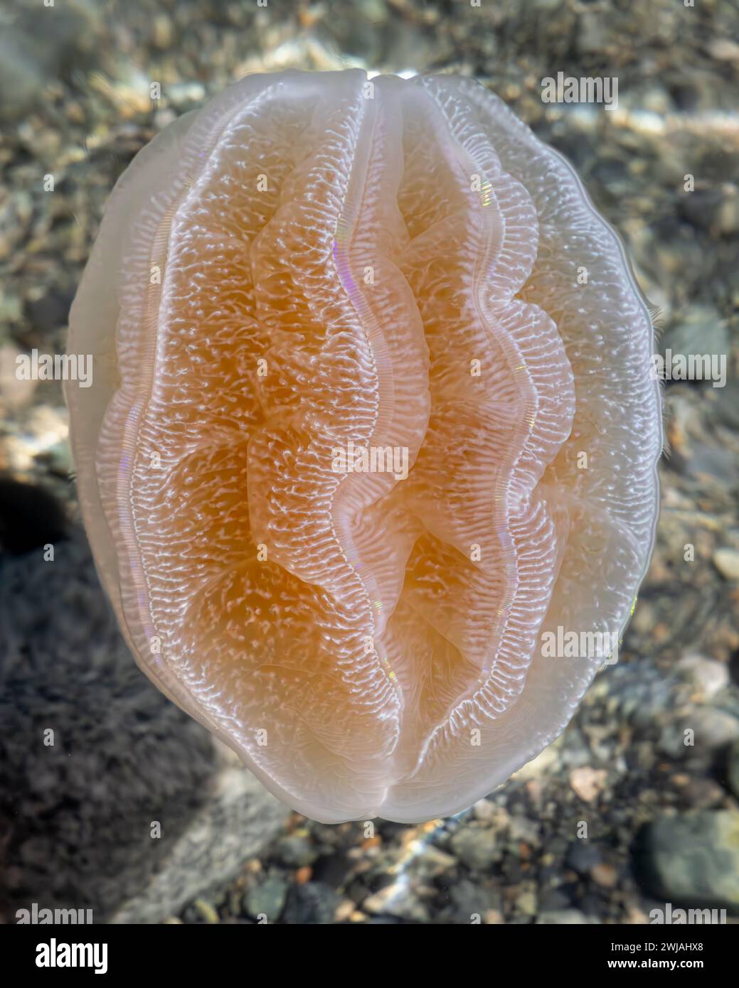 A orange and pink ctenophore swims in shallow water above a smooth rocky bottom. All colors are visible from diffraction in the cilia as it swims. Stock Photo