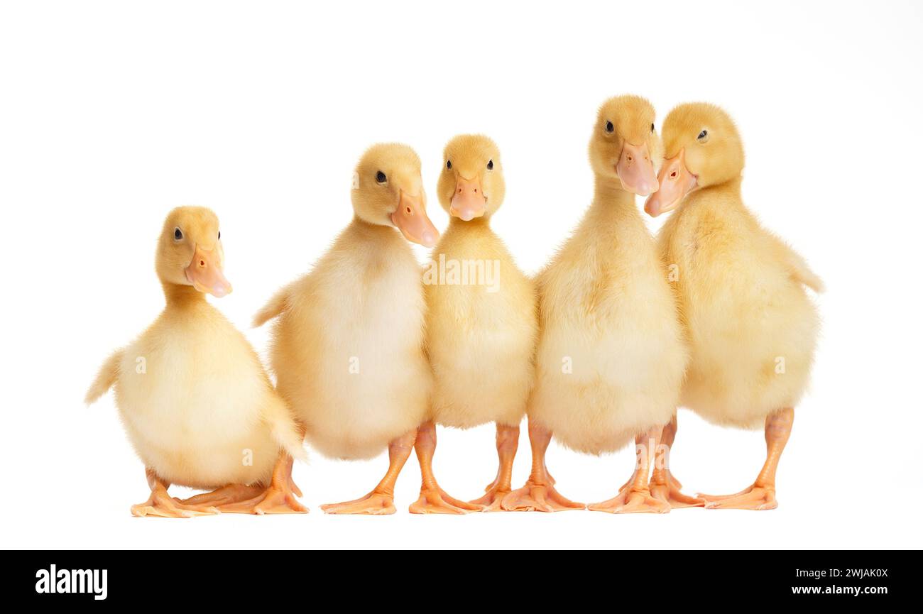 Several cute ducklings in funny poses on white isolated. Little curious ducklings stand in a row on a white background and look at the camera. Young g Stock Photo