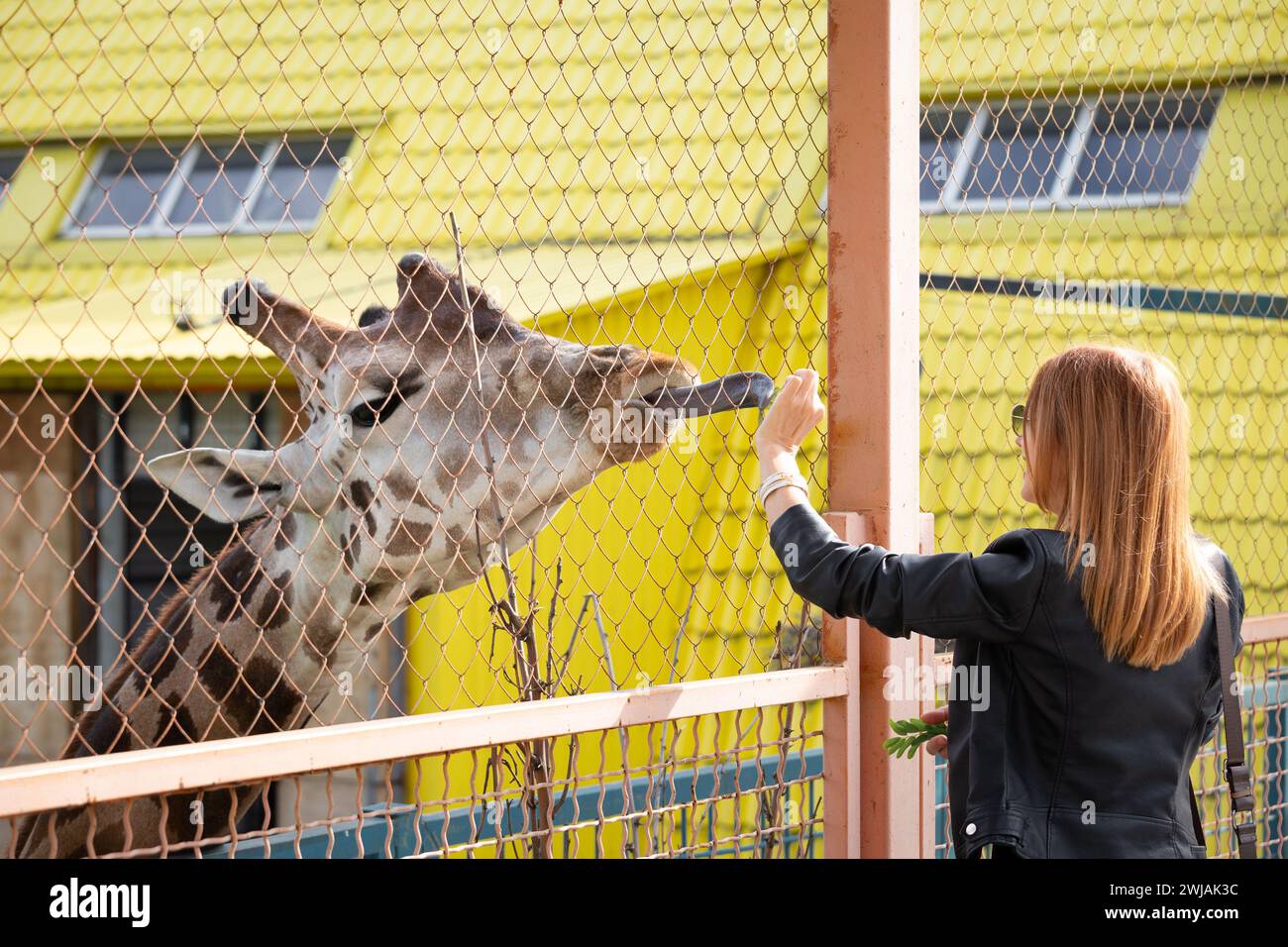 A giraffe at the zoo reaches out with its tongue towards a green leaf. A girl feeds a giraffe at the zoo. Stock Photo
