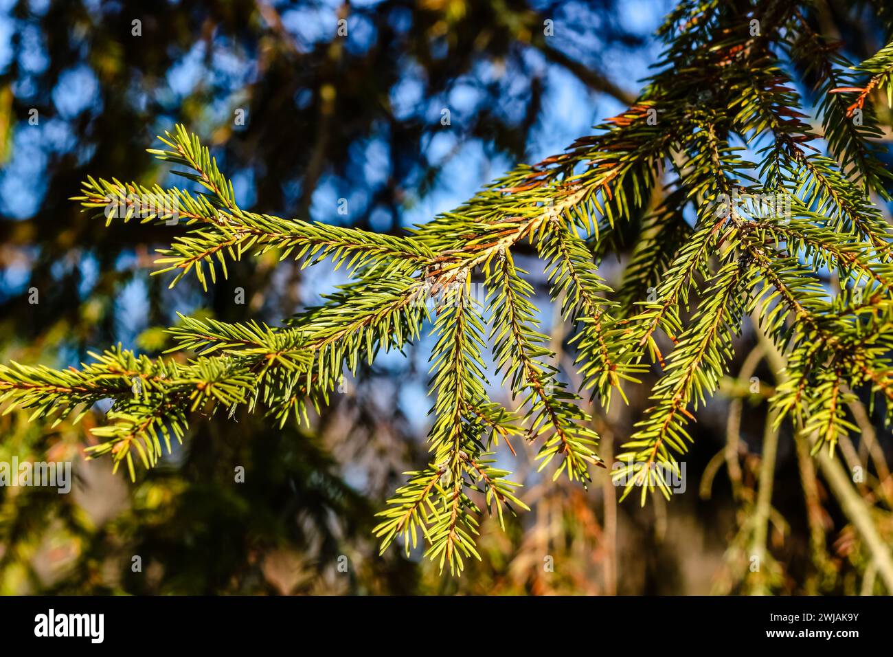 Spring Blaze Fir Beginning fir hi-res stock photography and images - Alamy