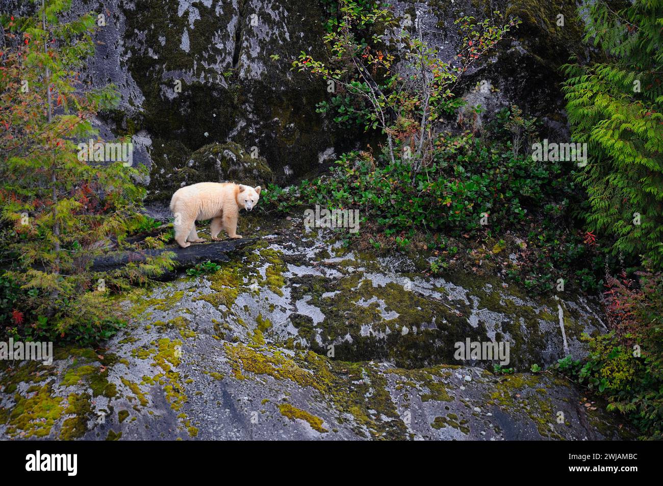 A white bear stands on rocks in the forest by a lake in British ...