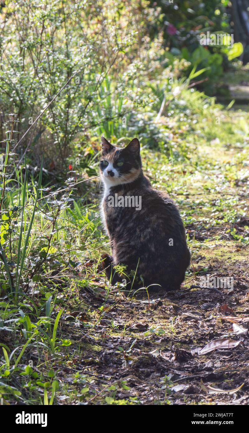 Tortoiseshell cat sitting on a path in a garden Stock Photo - Alamy