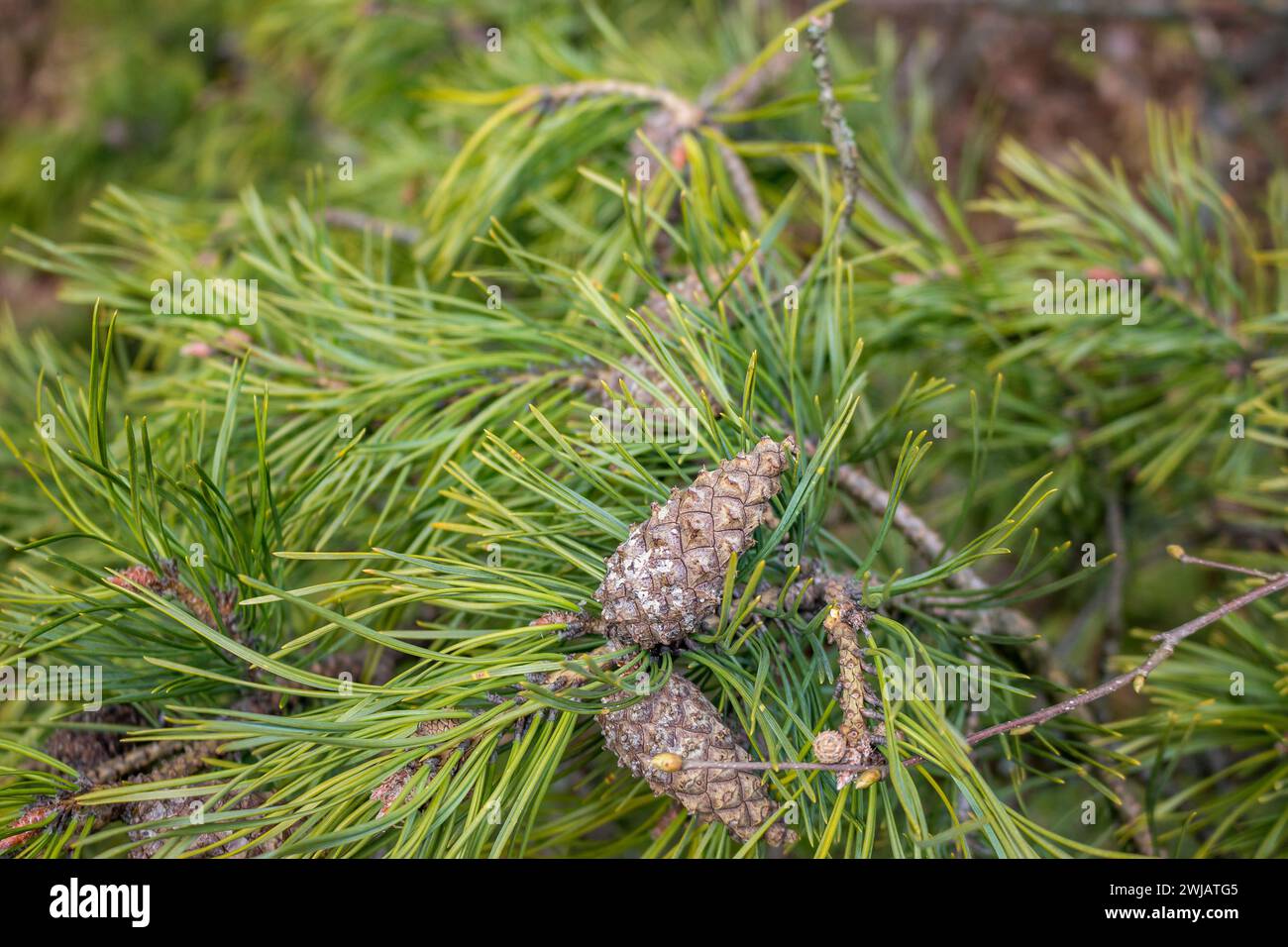 Pine cones on branches with needles close up Stock Photo - Alamy