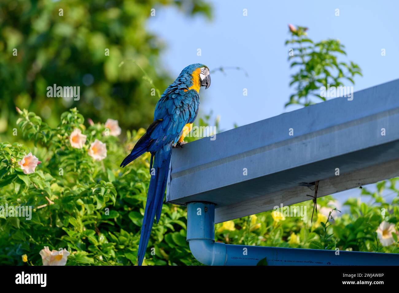 Picture Idea: Blue Macaw Parrot Sitting On The Roof Stock Photo