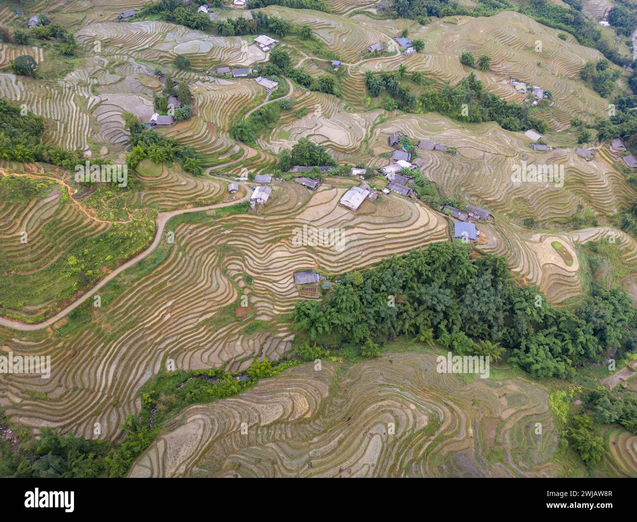 An aerial view of numerous rice terraces in Mu Cang Chai District ...