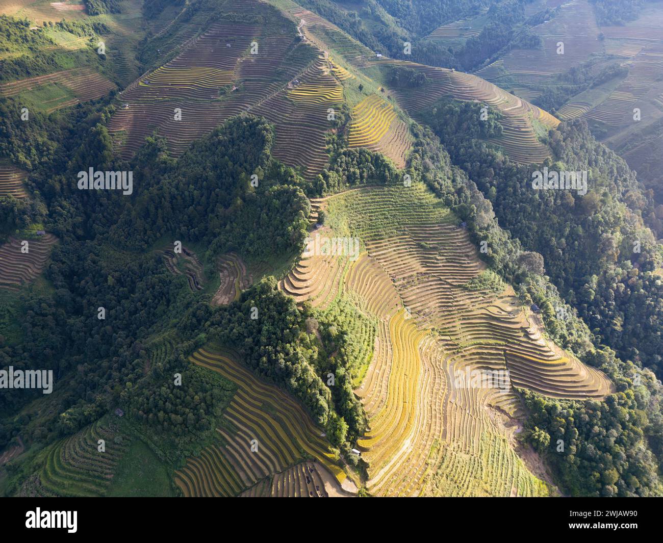 An aerial view of numerous rice terraces in Mu Cang Chai District ...